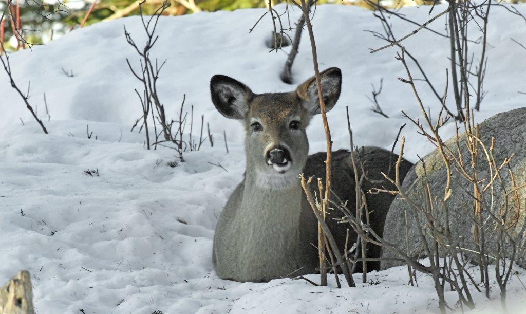 Deer chewing cud