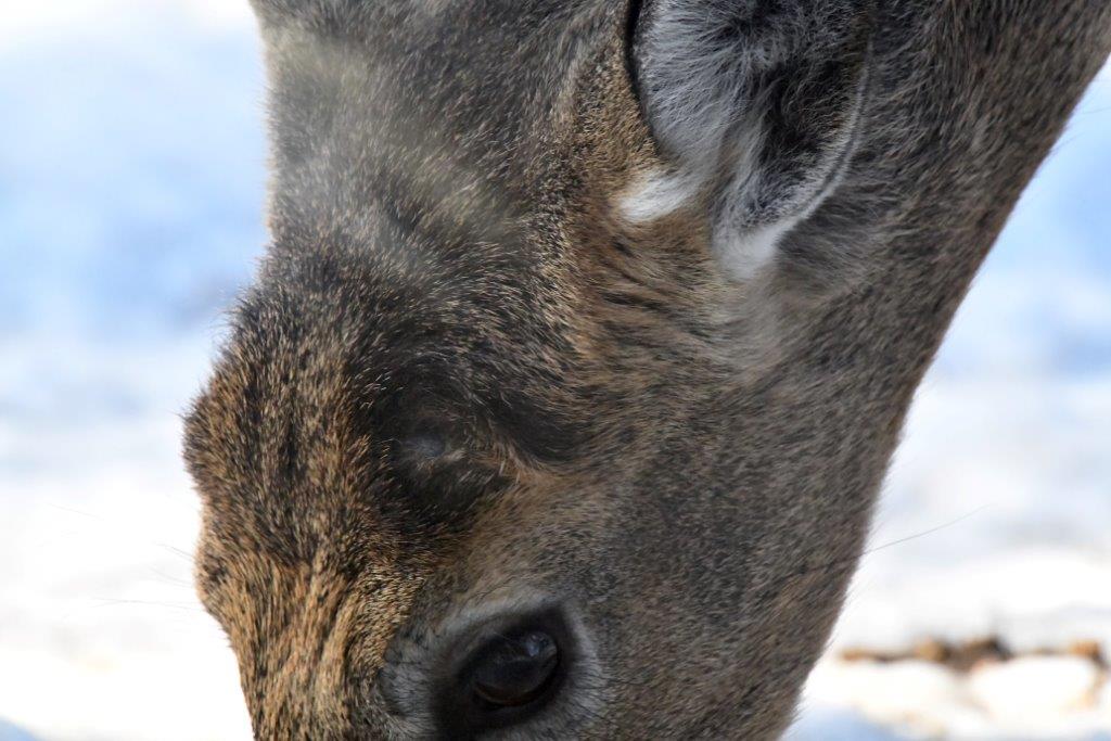Deer with antler scar