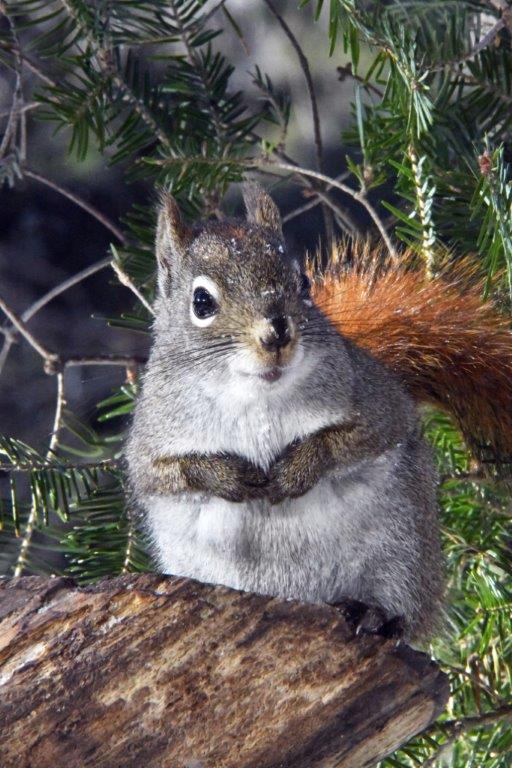 Red squirrel