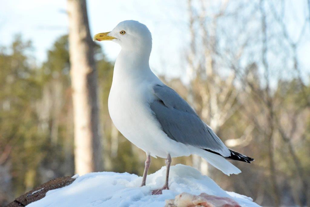 First gull of 2020