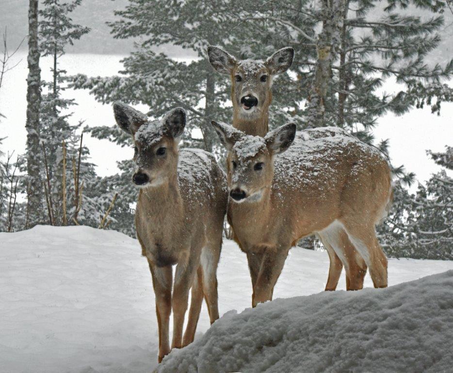 Deer with snow