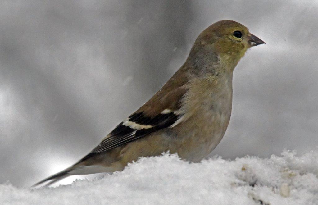 Goldfinch female
