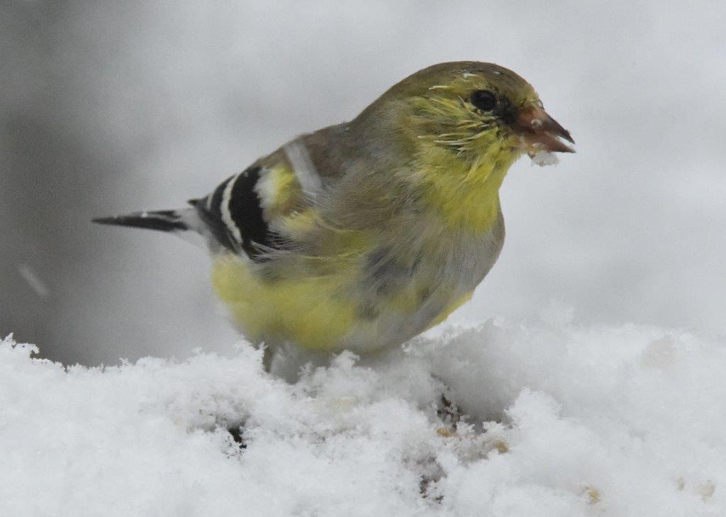 Goldfinch male molting