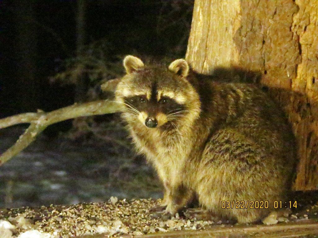 Raccoon