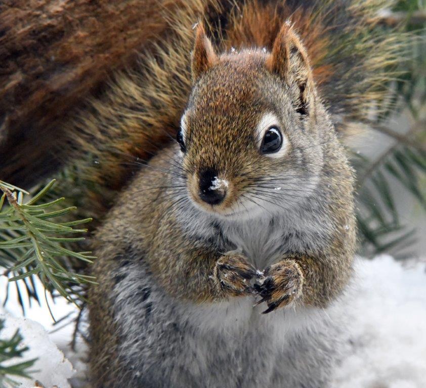 Red squirrel