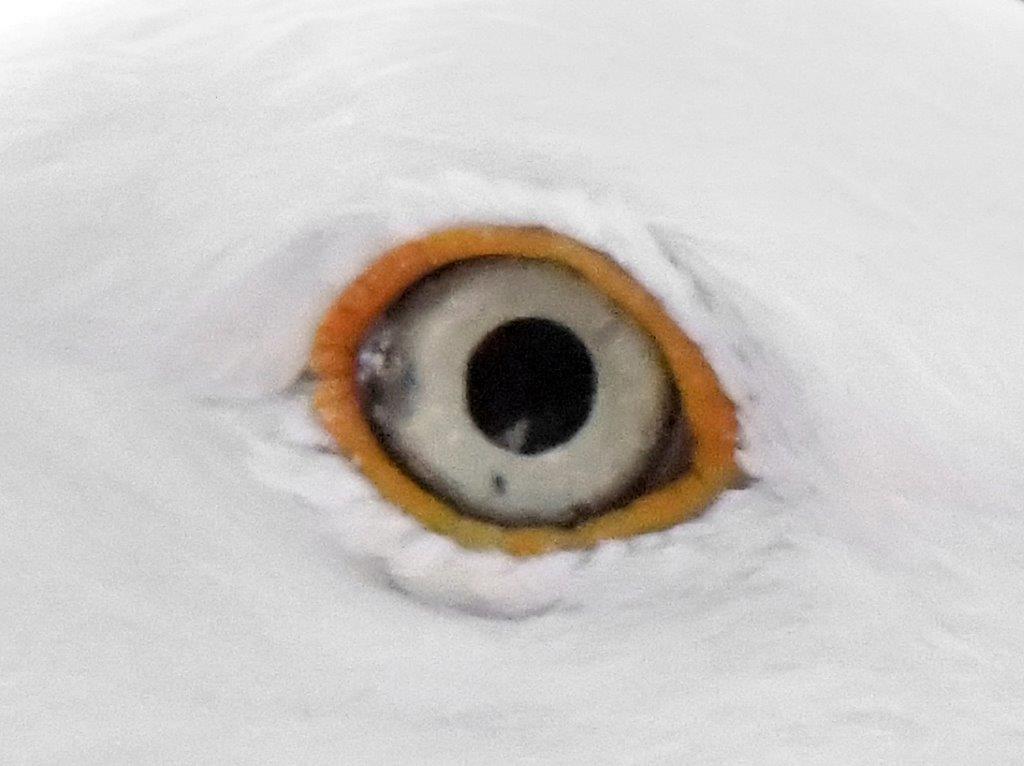 6 o clock gull eye