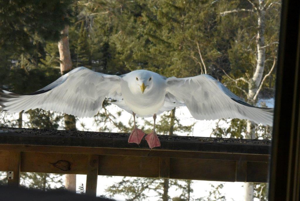 6 o clock gull