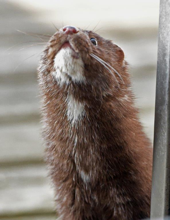 Mink Streak