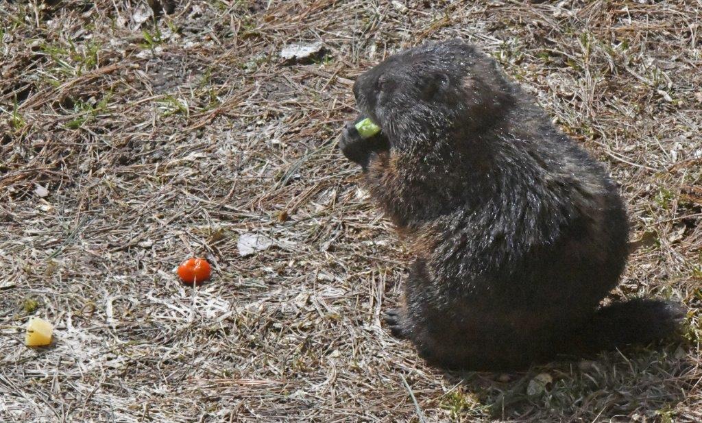Woodchuck eating broccoli