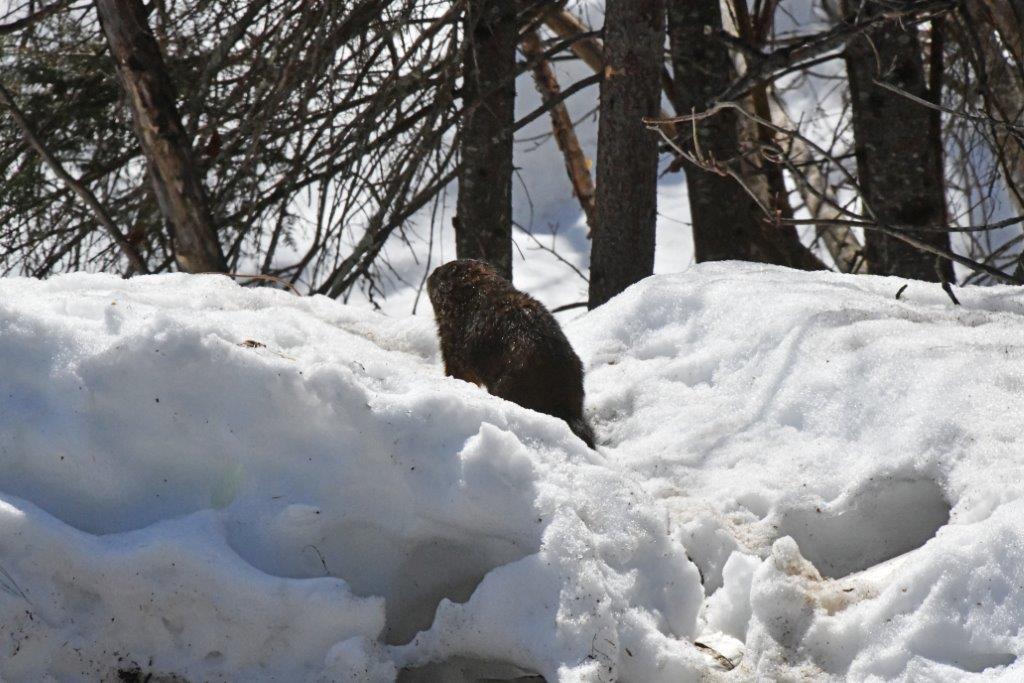 Woodchuck looking