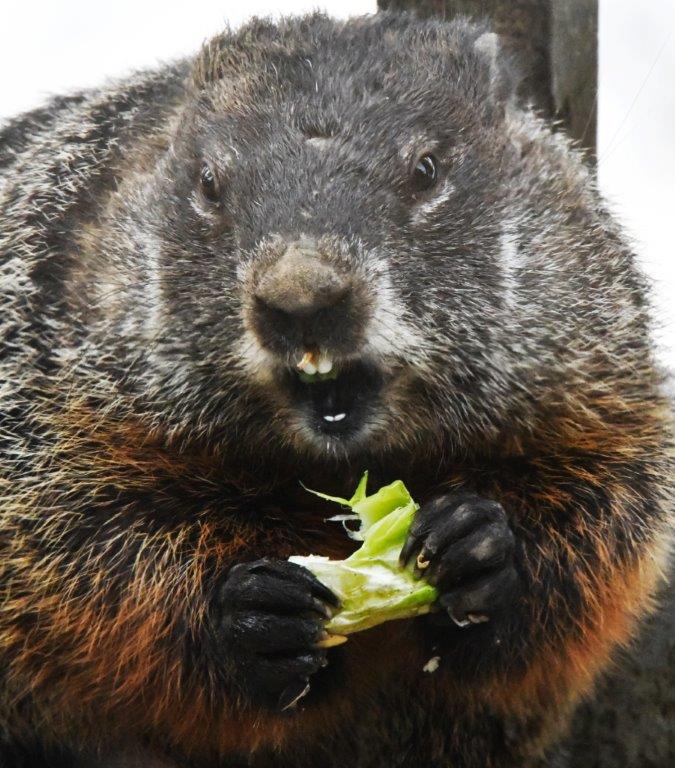 Woodchuck eating broccoli