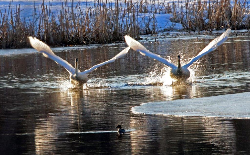 Trumpeter Swans