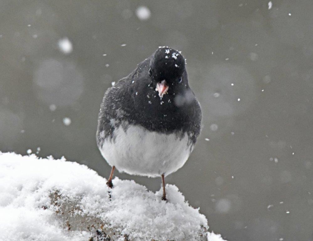 Dark-eyed Junco