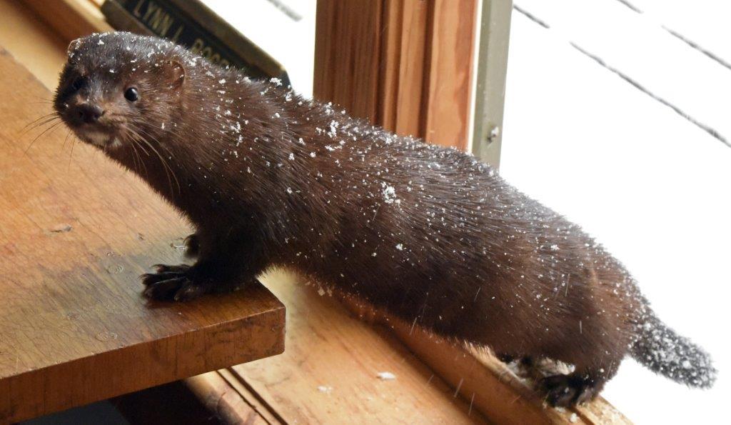 Mink Stripe