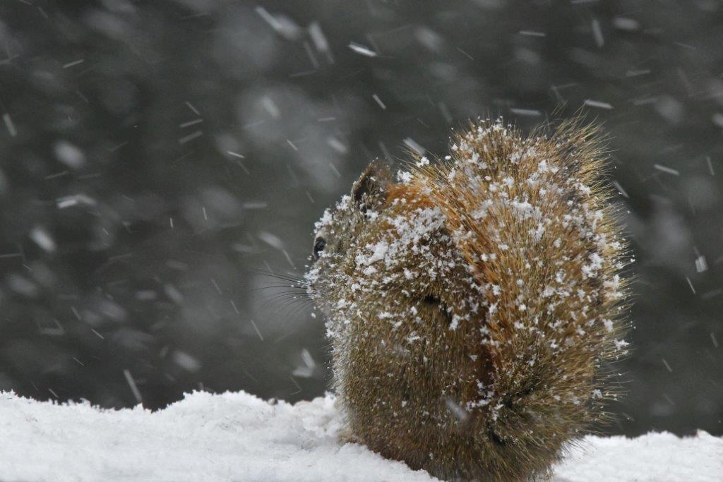 Red squirrel