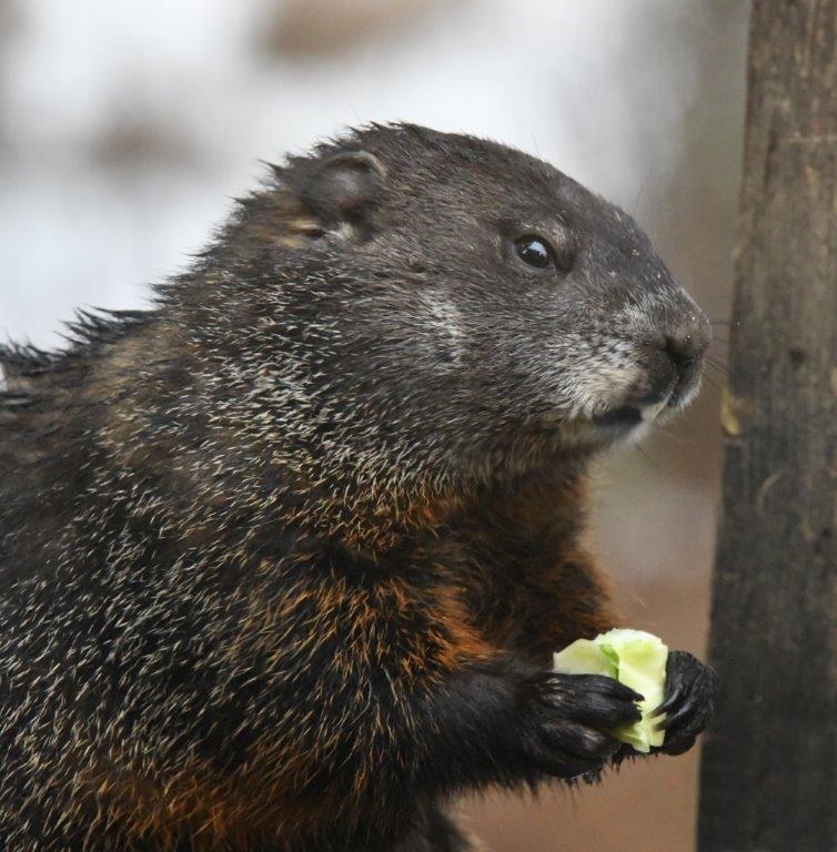 Woodchuck