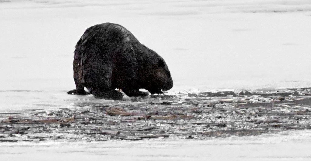 Beaver eating