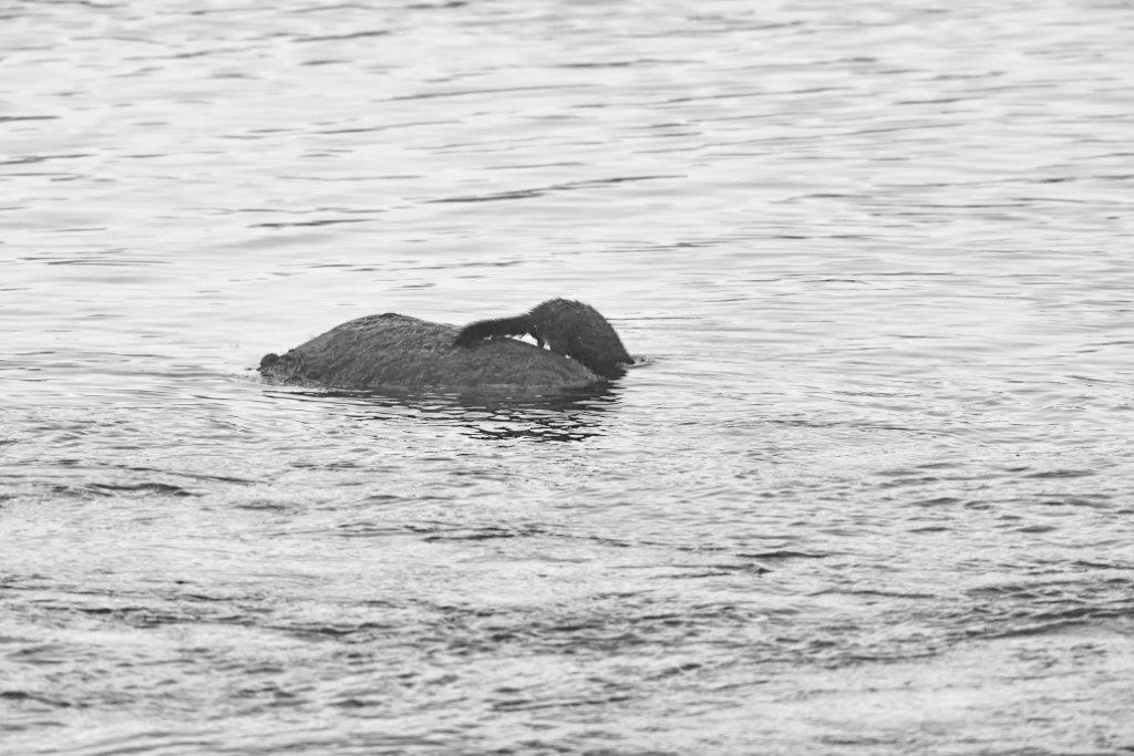 Mink diving