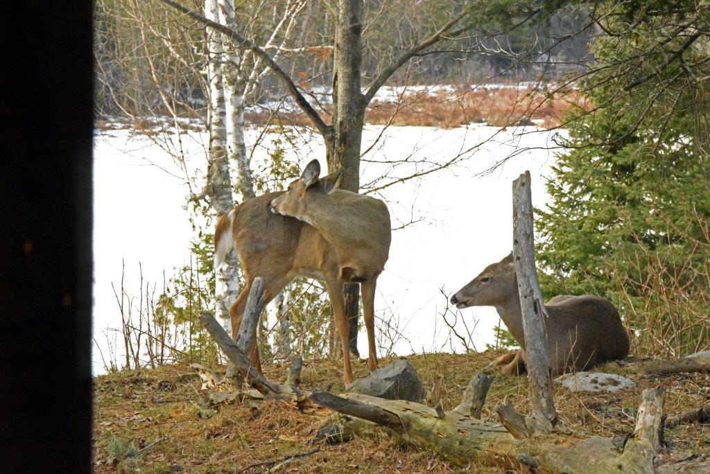 Deer resting