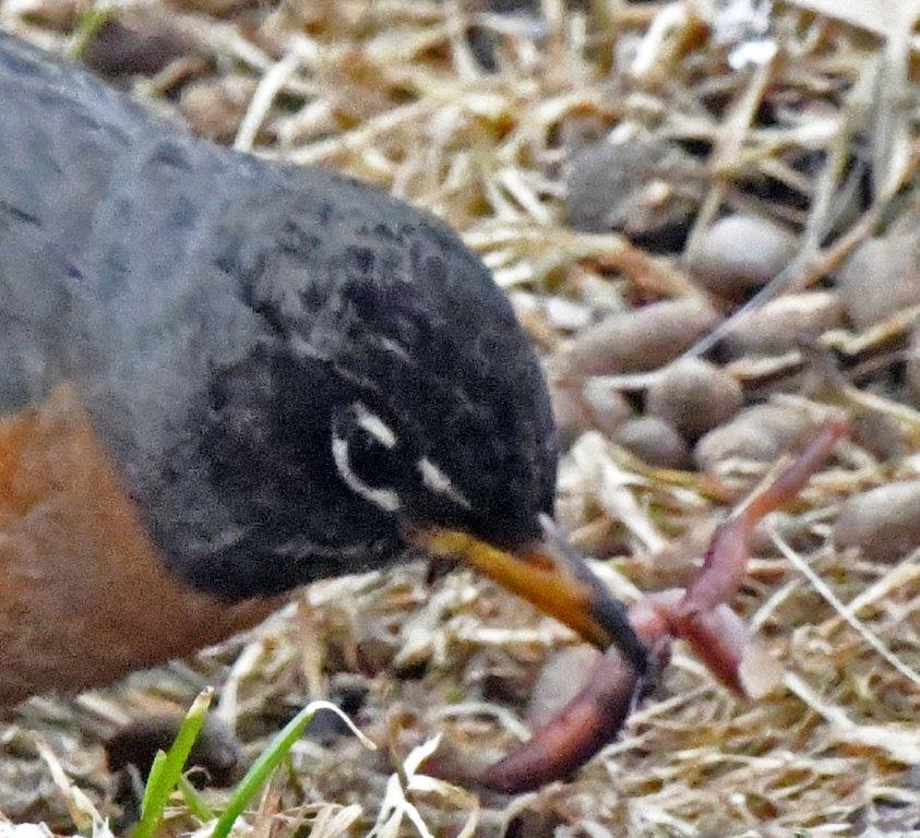 Robin with earthworm