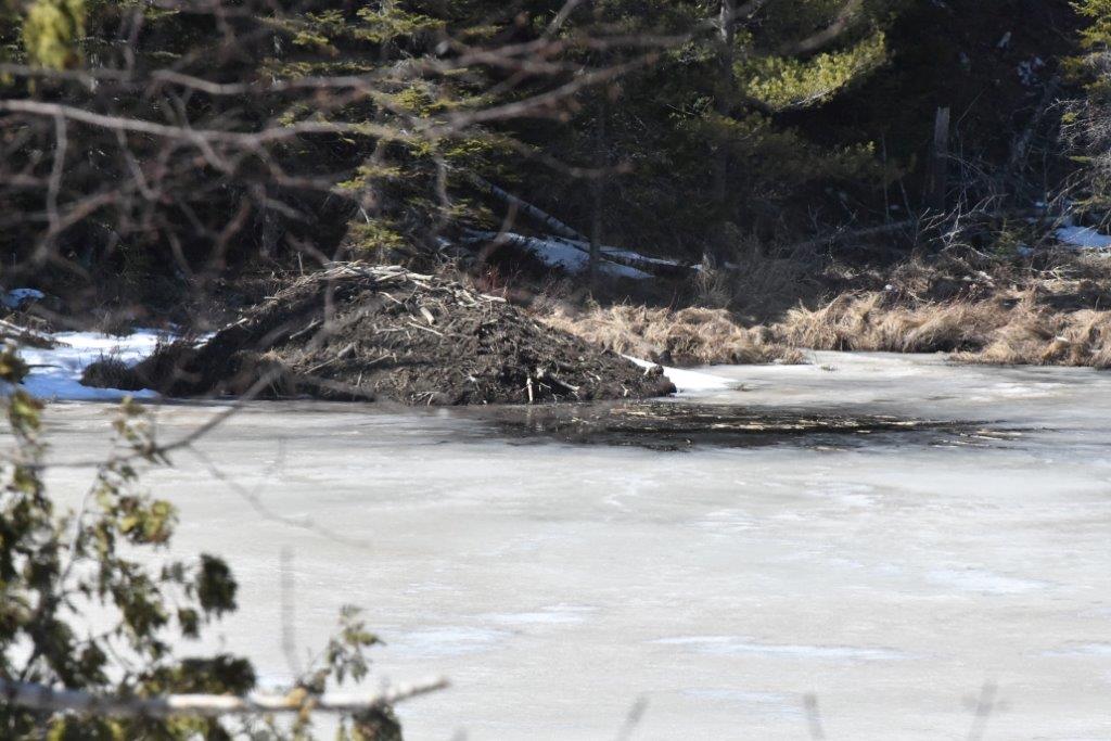 Beaver lodge Woods Lake