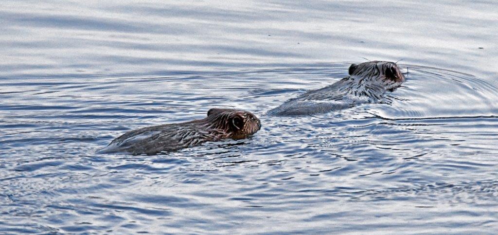 Beaver mom with juvenile