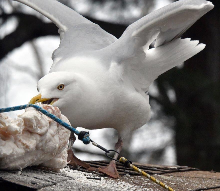 Gull at suet