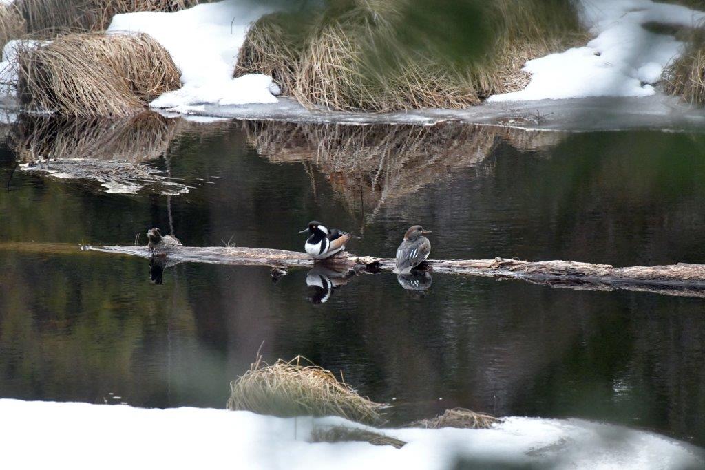 Hooded merganser pair