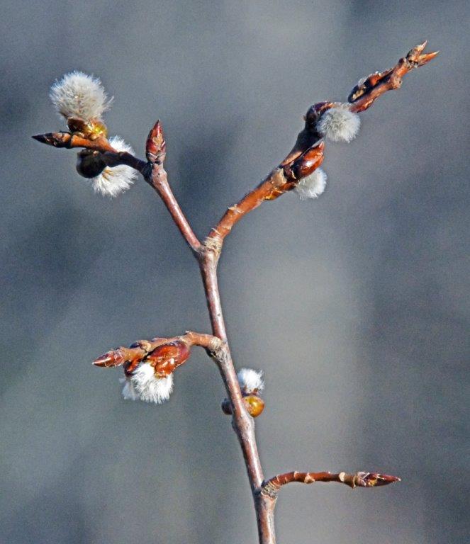 Quaking aspen catkins