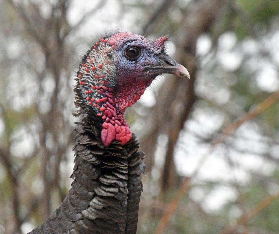 Turkey male