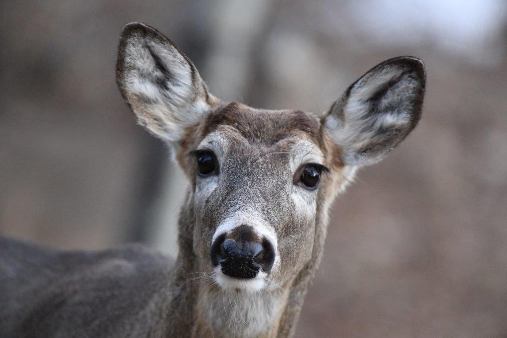 Deer with quizzical look