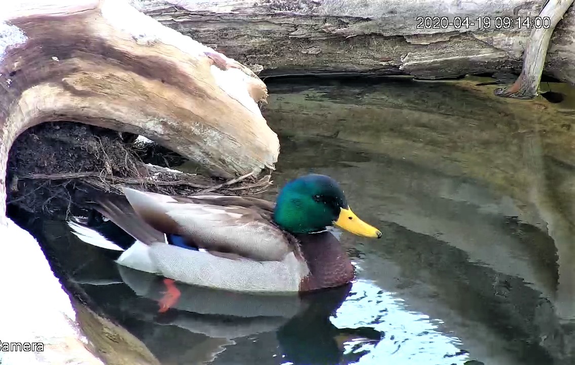 Mallard