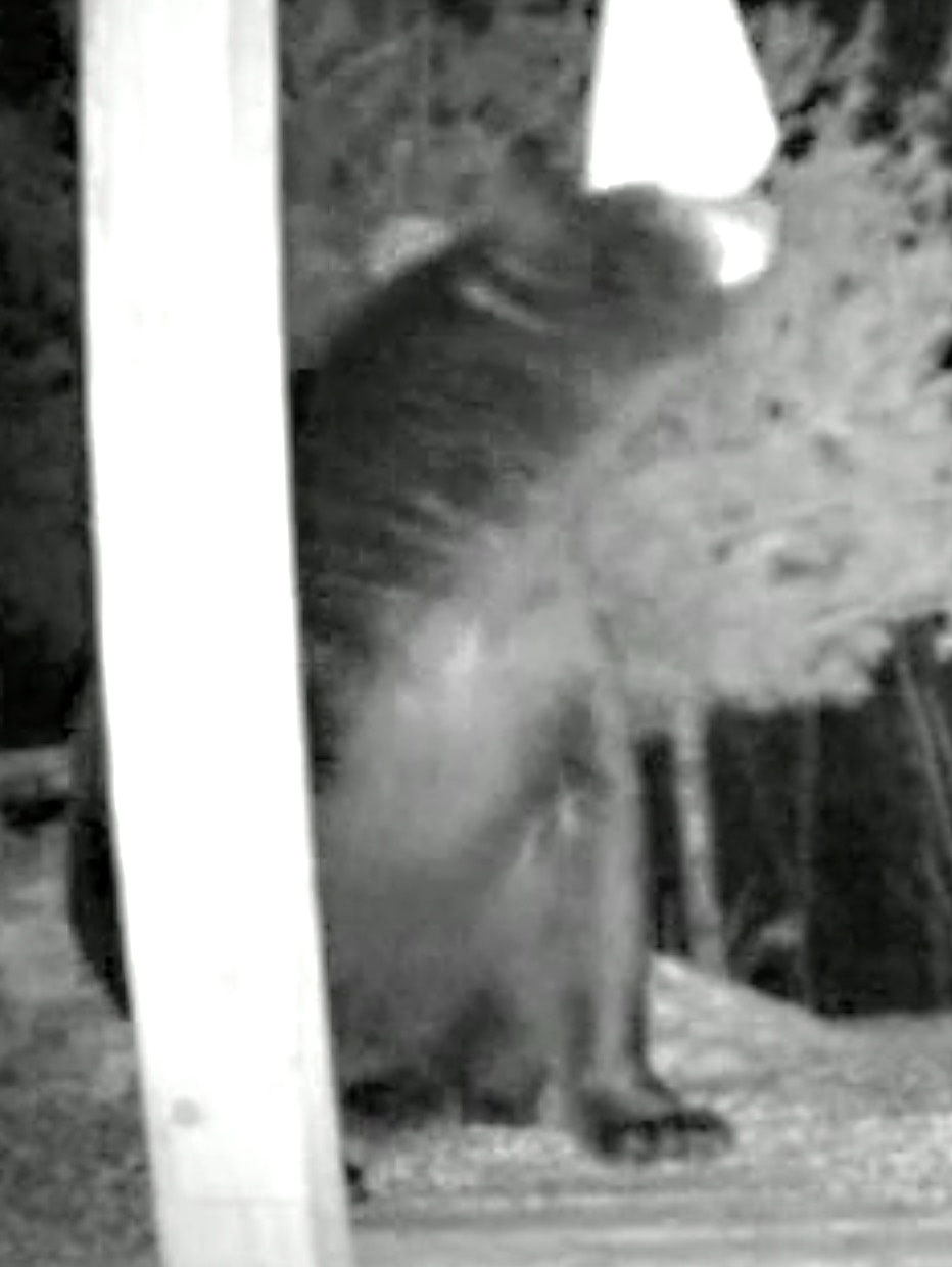 First bear