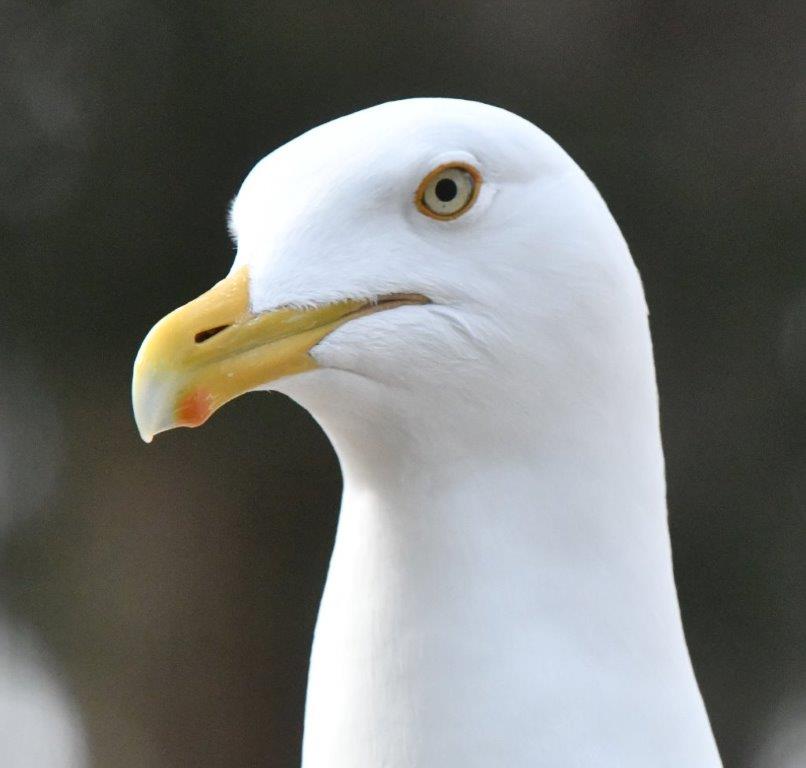Gull "The Catcher"