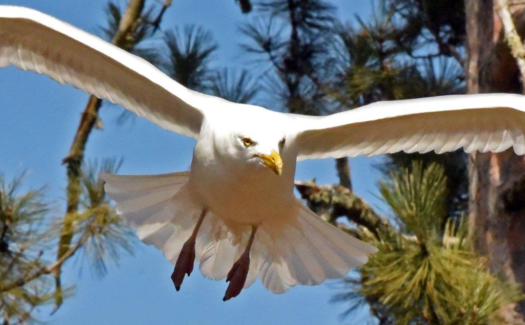 Herring gull