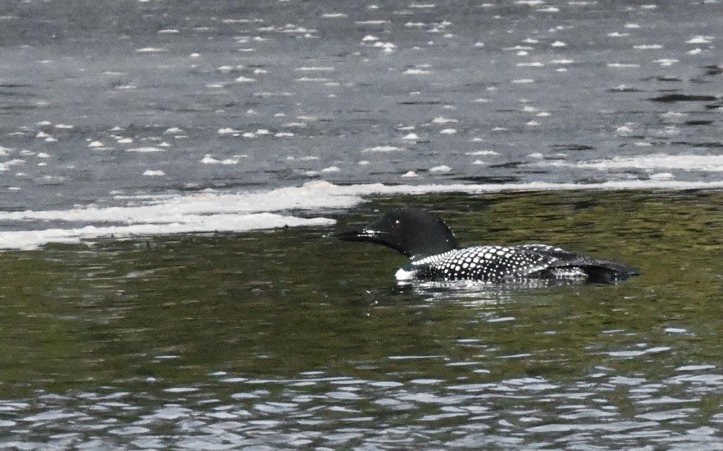 Loon 