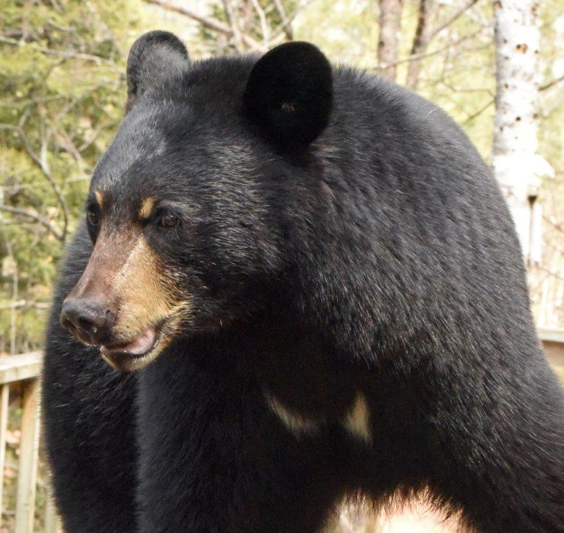 First bear of 2020 - Chloe