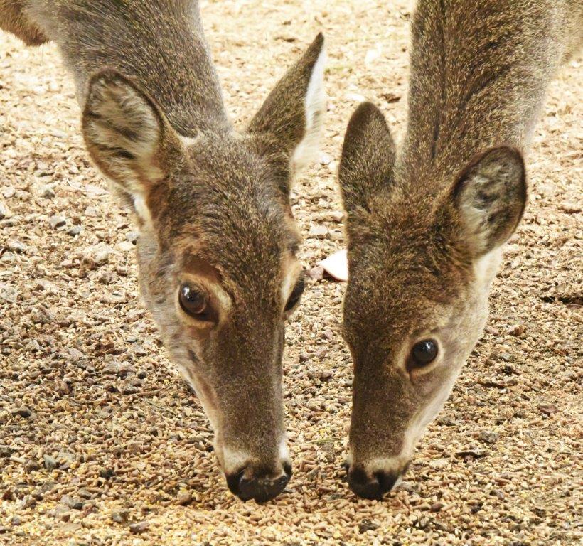 Doe and fawn 