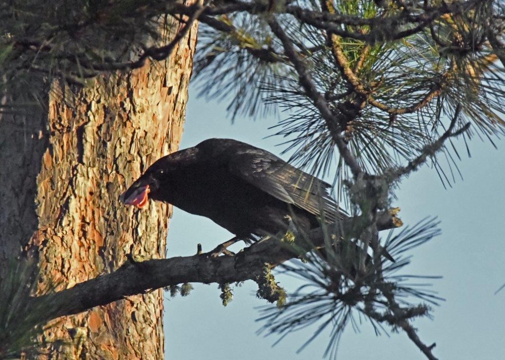 Raven with bologna
