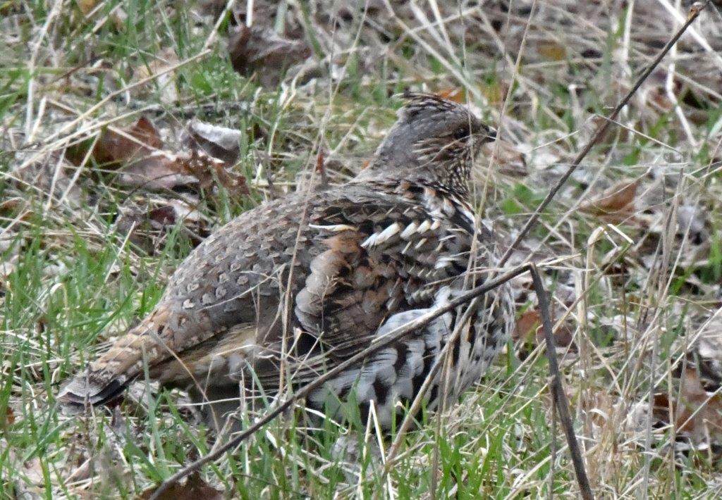 Ruffed grouse