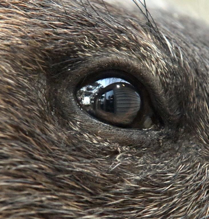 Woodchuck eye