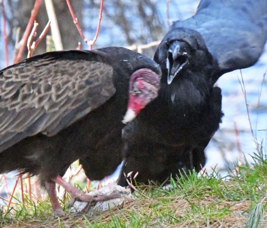 Raven attacking turkey vulture
