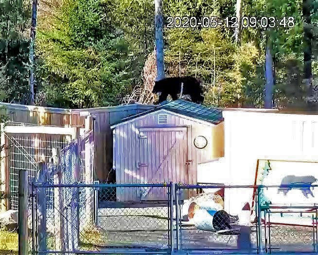 Wild bear at NABC