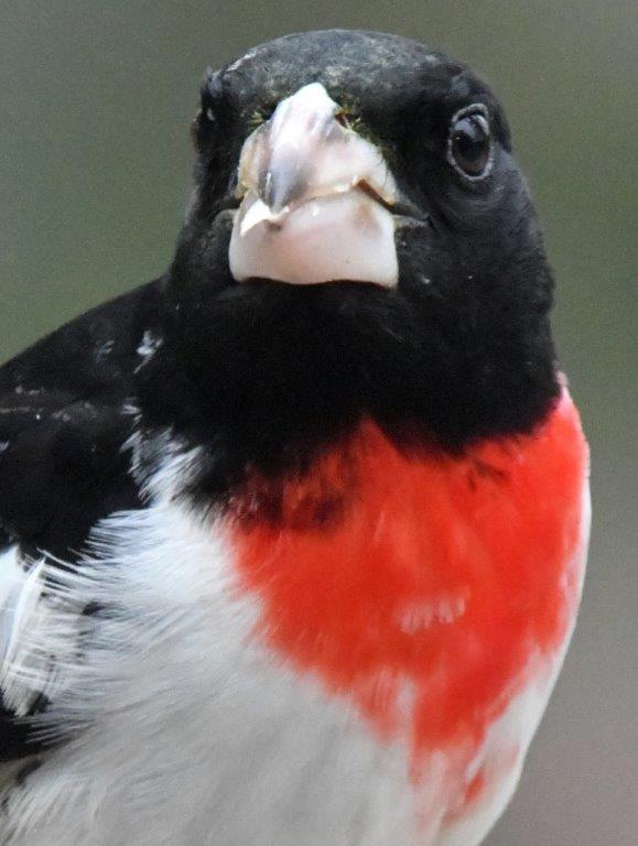Rose breasteed grosbeak