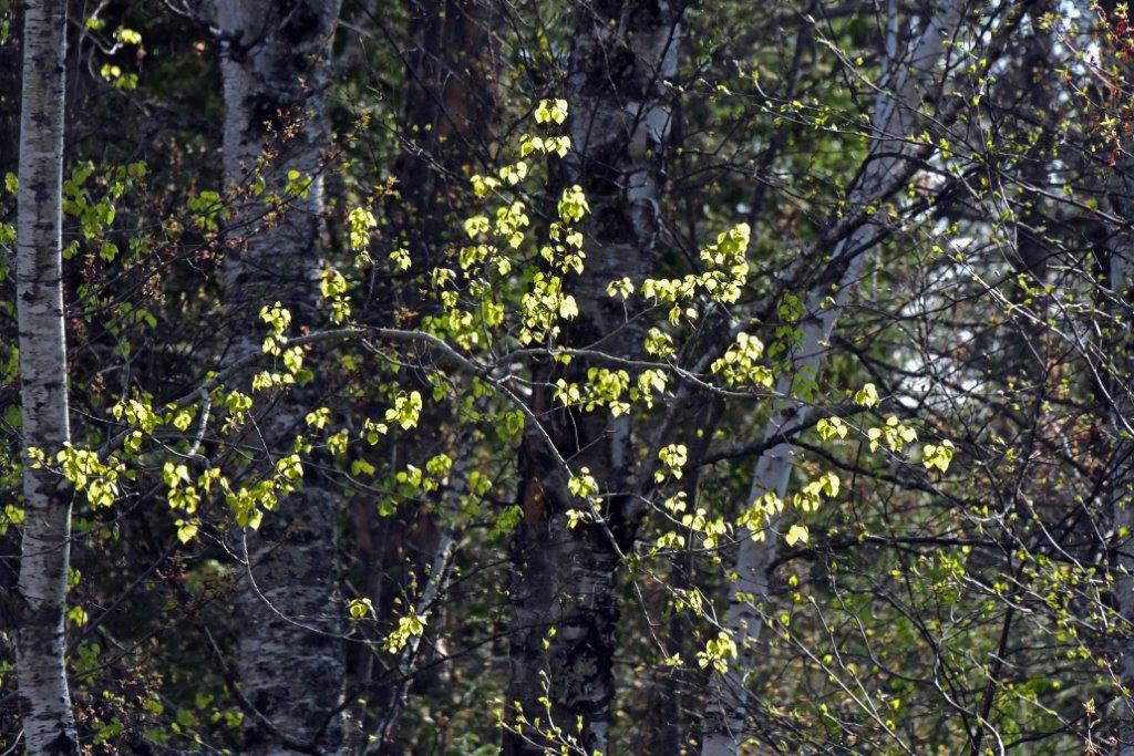 New aspen leaves