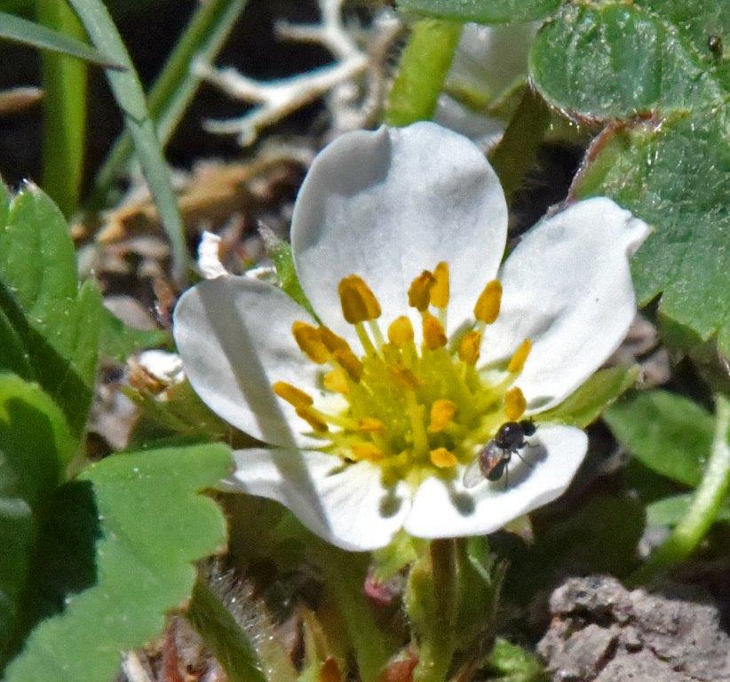 Wild strawberry