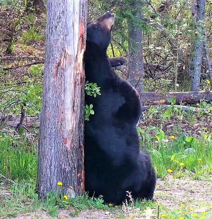 Lucky at tree