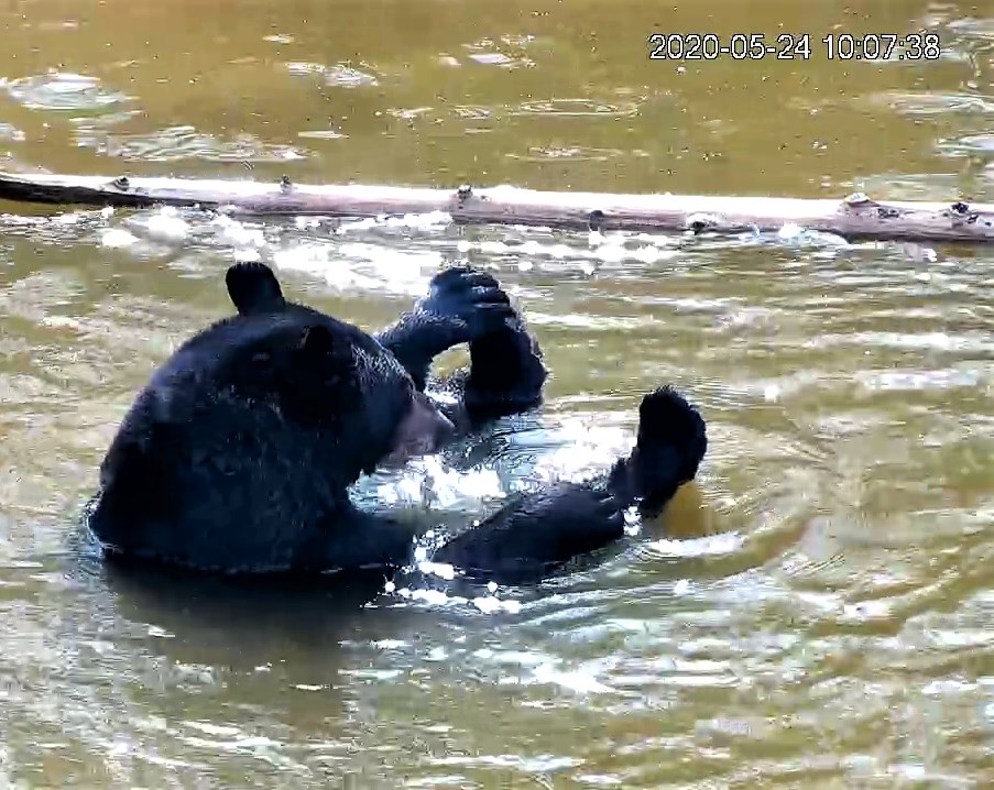 Lucky in pond