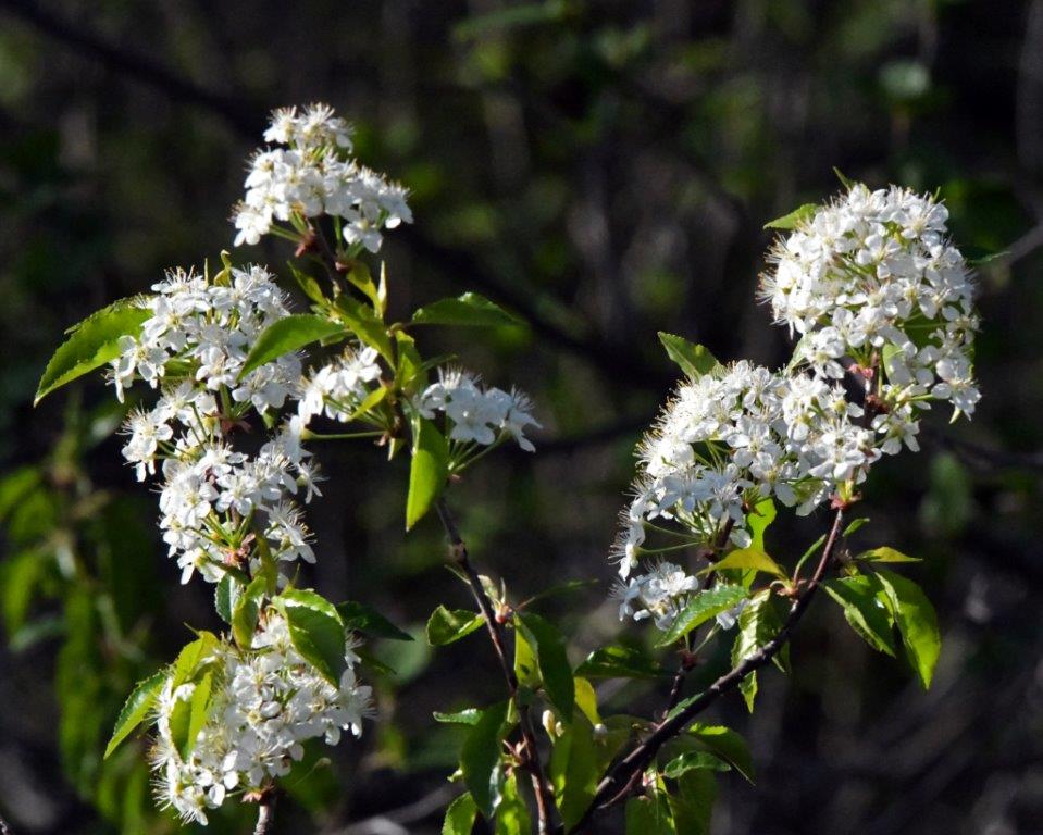 Pincherry blossoms