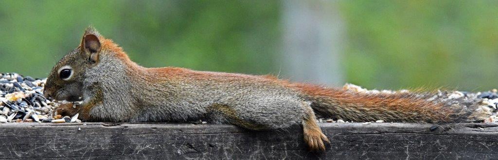 Red squirrel